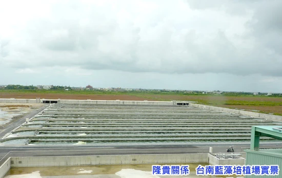 隆貴關係 台南藍藻培植場實景
